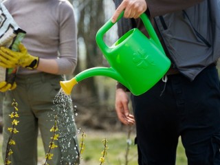 Секрет обильного урожая смородины: майская подкормка от опытного агронома