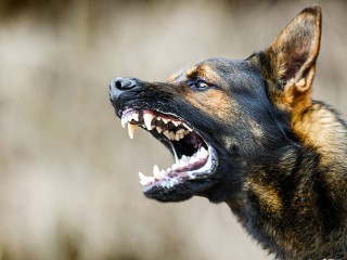 Что делать при нападении своры бездомных собак