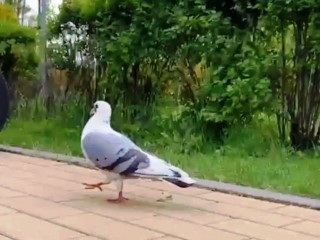 Голубка стала одним из талисманов Каширского парка