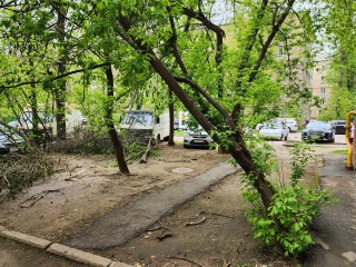 Покосившиеся от ветра деревья на улице Грабина спилили