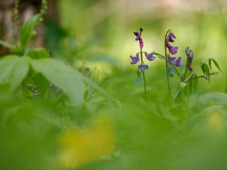 Ядовитая чина весенняя цветет в Балашихе
