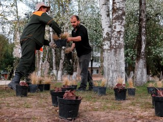 На ул. Центральной в Дубне высаживают спирею, магнолию и вейгелу