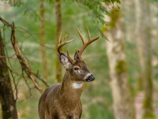 Косули вышли к людям сразу в двух районах Одинцова