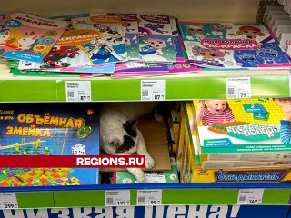 Хитрый кот из Солнечногорска решил продать себя по цене книги, чтобы обрести дом