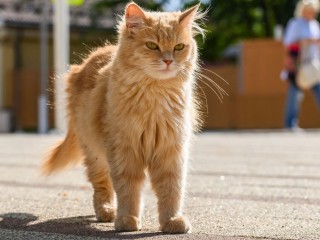 В Звенигороде рыжий кот пытался попасть домой через окно второго этажа