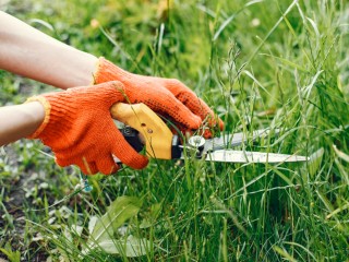 Не выбрасывайте скошенную траву: советы садовода из Солнечногорска