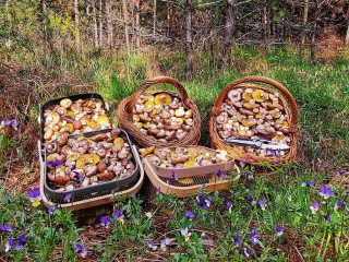 Грибник из Раменского показал на карте, где он собирает маслята огромными корзинами