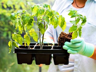 Когда и что сажать в мае по лунному календарю: советы от садовода Екатерины Сорокиной