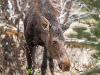 Водитель чудом избежал ДТП с лосем на Новосходненском шоссе