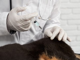 Четвероногим друзьям бесплатно сделают укол от бешенства в парке