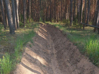 В Подмосковье выполнили треть работ по противопожарной защите лесов