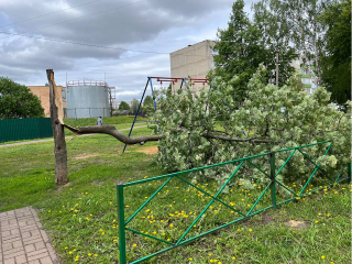 Упавшее от ветра дерево вывезли из двора на Первомайской улице