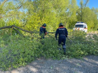 Поваленное ураганом дерево в Бронницах оперативно убрали спасатели