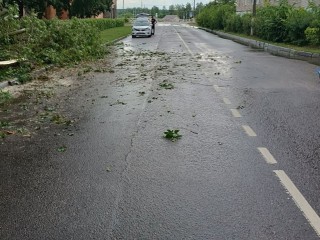 В Истре убрали более 30 поваленных деревьев после майского снежного шторма