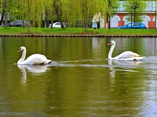 Любимые лебеди вернулись в парк Серпухова