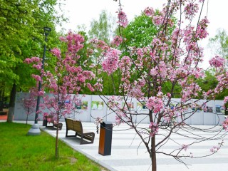 В Ленинском округе зацвели декоративные яблони