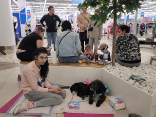 В Пушкино на фестивале «Уютный дом» обрели хозяев семь кошек и три щенка