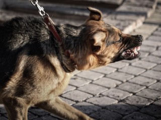 В Солнечногорске домашняя собака укусила прохожую и сбежала с хозяином