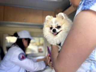 В июне мобильные ветеринарные пункты заработают в парках Подмосковья