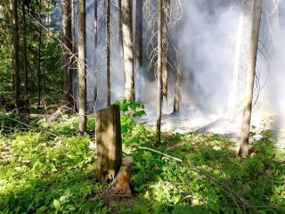 В тушении семи лесных пожаров в Подмосковье участвовали 149 специалистов и 55 единиц техники