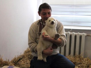 Дмитрий Егоров из Волоколамска получил звание Заслуженного ветеринарного врача