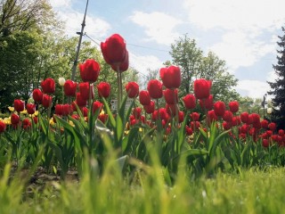 Коммунальщики Воскресенска украсили улицы города цветами