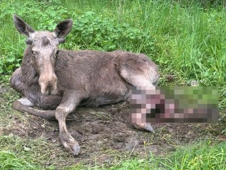 В Истре пытаются помочь сбитому лосенку