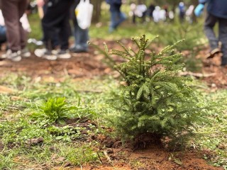 Сотни саженцев ели высадили в Дубне в память о героях Великой Отечественной войны