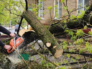 В Солнечногорске и Алабушеве убрали поваленные штормом деревья
