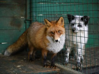 Жителей Подмосковья предупредили, что делать при встрече с бешеной лисой