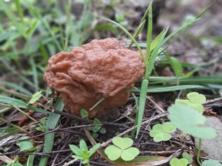 Сморчки и строчки несут корзинами из лесов Балашихи