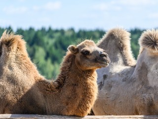 Верблюда заметили жители Королева в День Победы