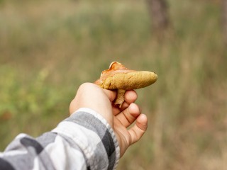 В Подмосковье начался грибной сезон: любители «тихой охоты» собирают полные корзинки