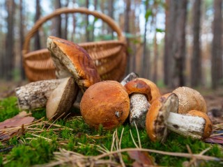 Стало известно, когда ждать первую волну белых грибов