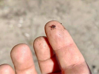 Сезон клещей начался раньше обычного — как защитить себя и близких