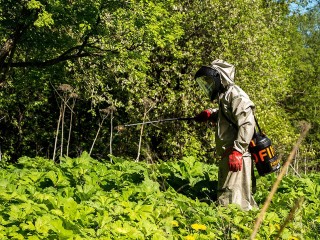 В Орехово-Зуевском округе началась борьба с борщевиком Сосновского