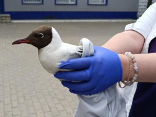 Кинолог в Лобне спасла озерную чайку с поврежденным крылом