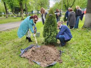 Подольские врачи высадили туи в память о героях Великой Отечественной войны