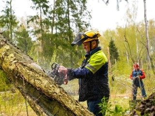 Более двух миллионов рублей потратят на спиливание деревьев в краснознаменском парке