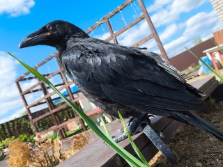 «Кар» вместо «мяу»: жительница Подмосковья спасла и выходила маленького ворона
