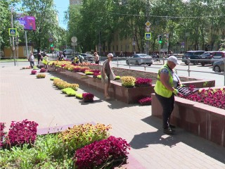 Реутов в цветах: в наукограде высадили 4,5 тысячи цветов колеуса