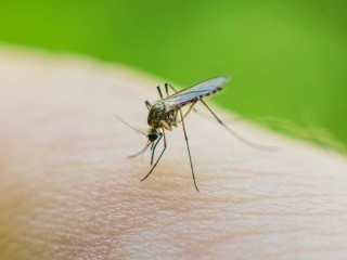 Почему комары атакуют одних и игнорируют других, объяснила видновский врач