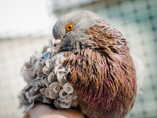 Кучерявый голубь прилетел на балкон пятиэтажки на улице Маяковского