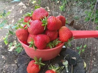 Садоводы из Воскресенска делятся рассадой и саженцами