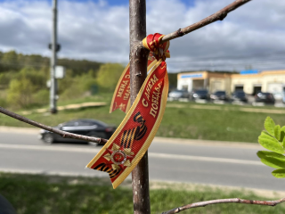 В Апрелевке, Верее и Наро-Фоминске посадят «Сад памяти»
