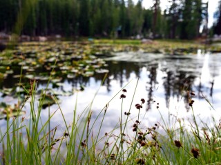 Необычная находка в пруду взбудоражила жителей Одинцова