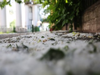 Июнь принесет в Подмосковье греческие ночи и тополиные метели