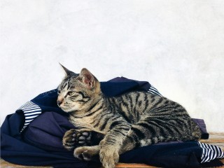 В Королеве заметили гуляющую одну серую кошку в шлейке