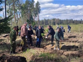 Студенты-лесоводы из Мытищ высадили сосны в Щелкове