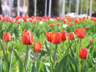 На улице 9 мая в Химках женщина оборвала с клумбы почти несколько десятков тюльпанов